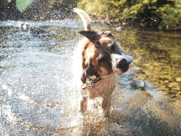 A brown-and-white dog splashes through shallow water outdoors, shaking droplets into the air as it runs playfully.
