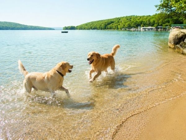 Two golden retrievers splash and play in shallow water along a sandy lake shore on a sunny day.