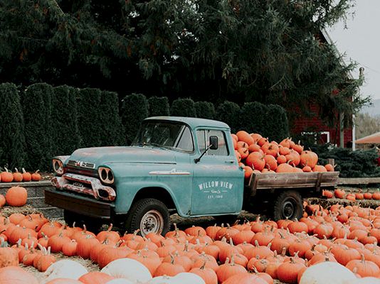 A vintage blue pickup truck is piled high with orange pumpkins at a roadside farm stand, surrounded by hundreds more pumpkins.