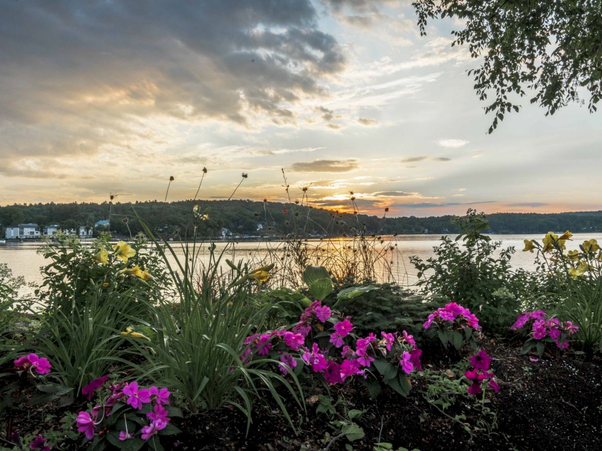 A scenic view with vibrant pink flowers in the foreground, a calm lake, and a serene sunset sky with clouds in the background.