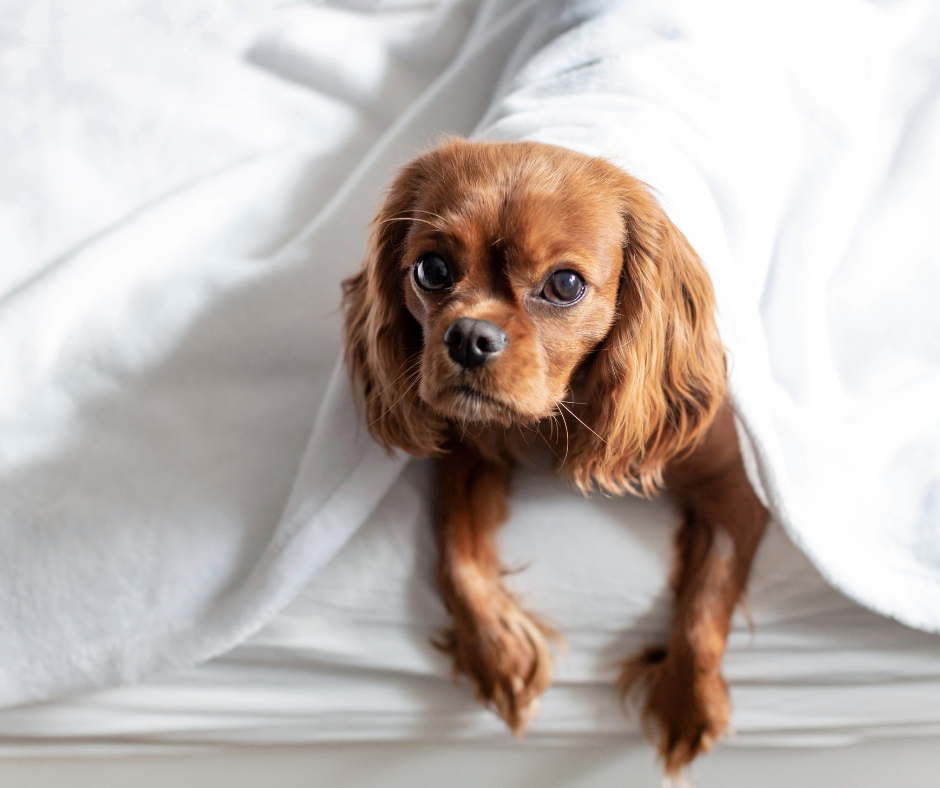 A small brown dog is lying on a bed, partially covered by a white blanket, looking at the camera.
