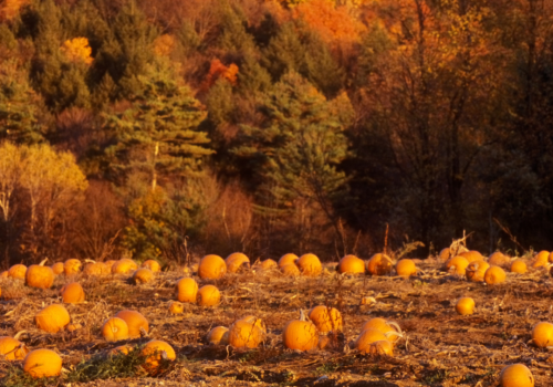 A pumpkin patch in a field, surrounded by trees with vibrant autumn foliage in the background, captures the essence of fall perfectly.