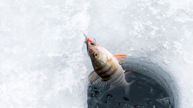 A fish is being pulled out of a small hole in the ice, likely caught by ice fishing. The icy surroundings and the fishing hole are clearly visible.