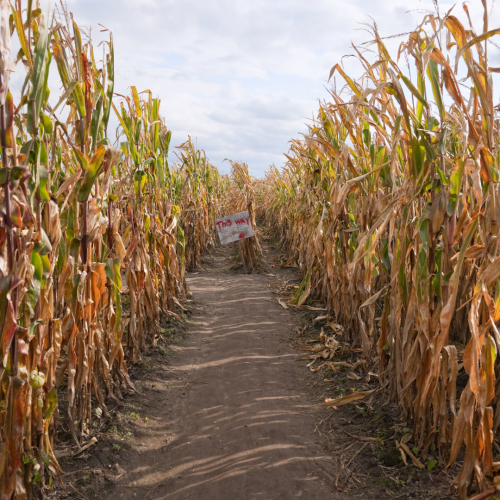 A dirt pathway cutting through a cornfield with a red on white "No Entry" sign posted along the path, under a partly cloudy sky.