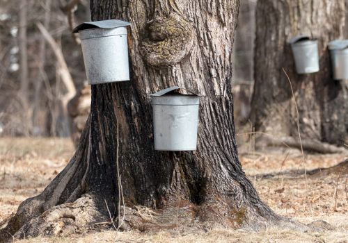 Metal buckets are attached to trees, likely for collecting sap, in a forested area.