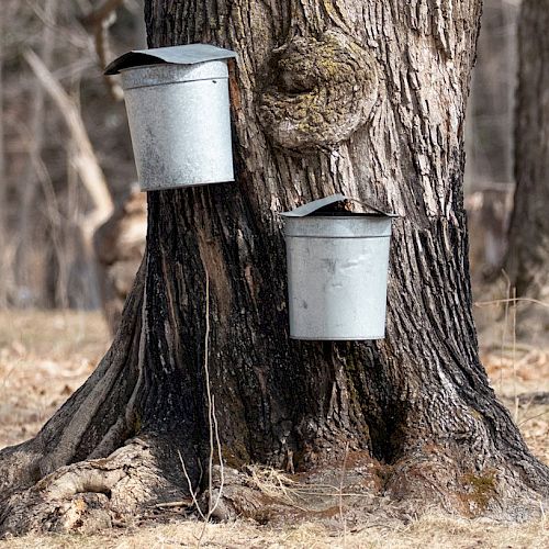 Metal buckets are attached to trees, likely for collecting sap, in a forested area.