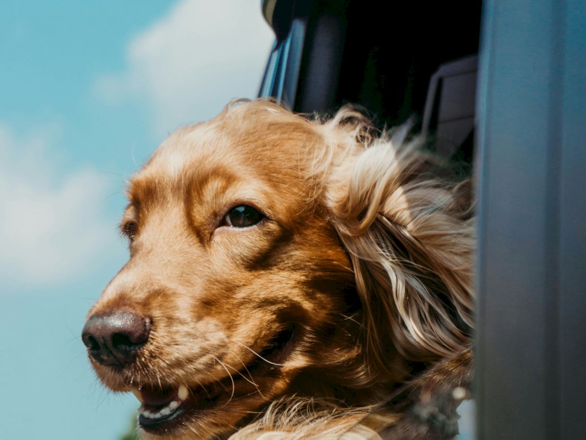 A dog with golden fur is joyfully leaning out of a car window, enjoying the breeze and sunlight against a clear blue sky.