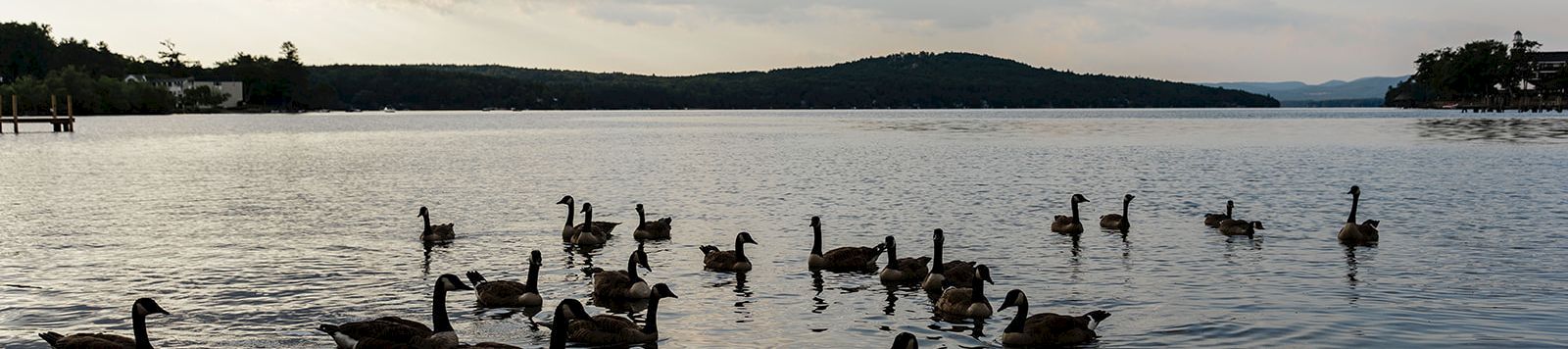 A group of ducks float and swim on a calm lake at dusk, with a distant shoreline and hills under a partly cloudy sky.