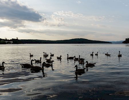A group of ducks float and swim on a calm lake at dusk, with a distant shoreline and hills under a partly cloudy sky.